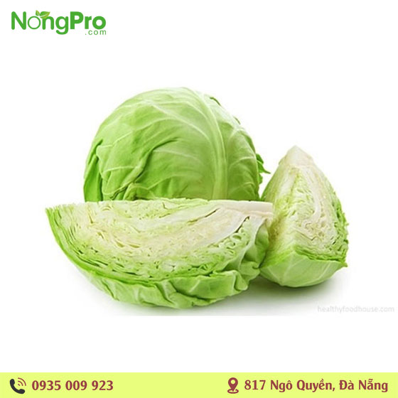 Bắp su hữu cơ măng đen