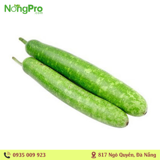Bầu hữu cơ Măng Đen