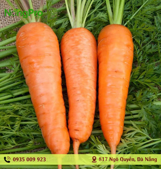 Cà rốt hữu cơ măng đen