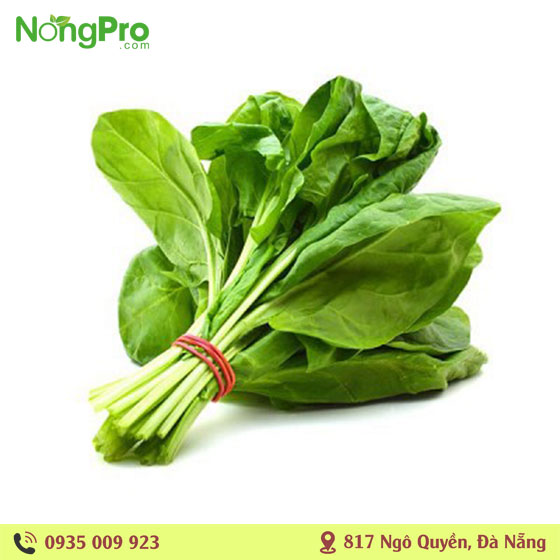 Cải bó xôi hữu cơ Măng Đen
