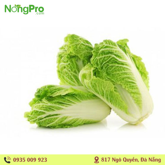 Cải thảo hữu cơ măng đen