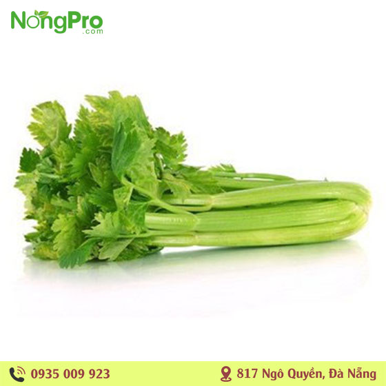 Cần tây hữu cơ măng đen