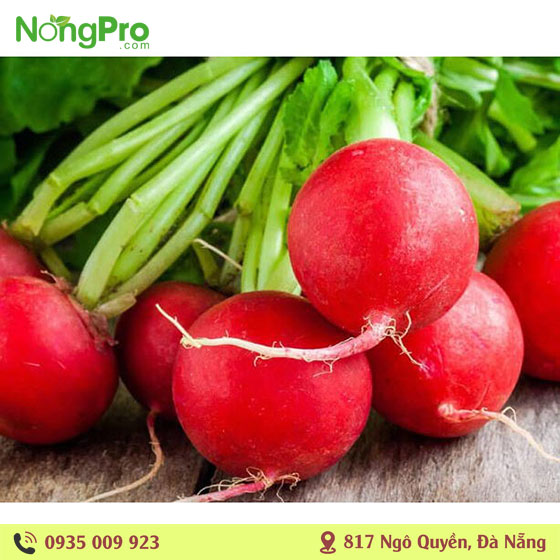 Củ cải đỏ hữu cơ măng đen