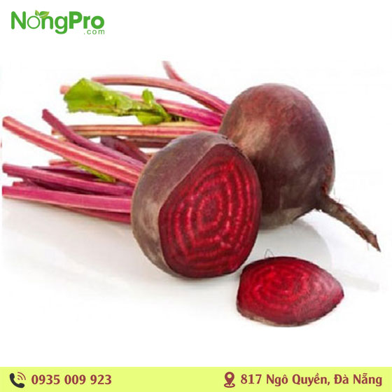 Củ dền hữu cơ Măng Đen