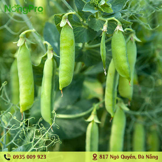 Đậu Hà Lan Hữu Cơ Măng Đen