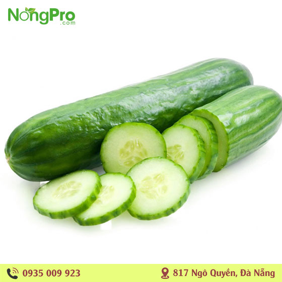 Dưa leo hữu cơ Măng Đen