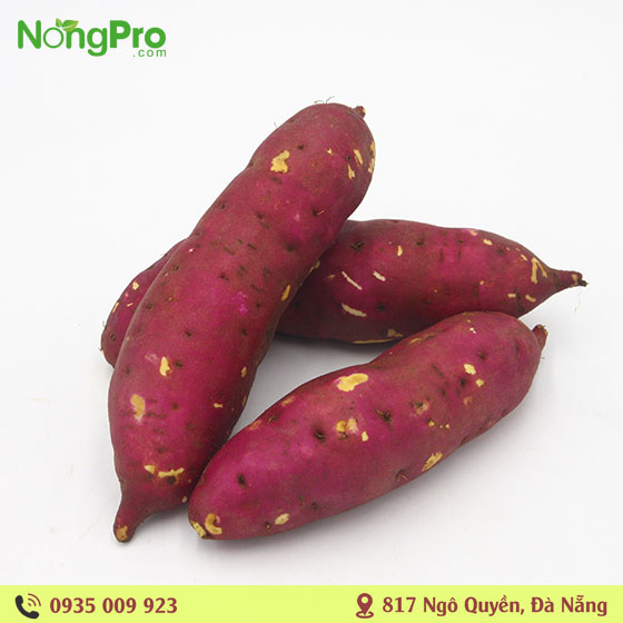 Khoai nhật hữu cơ măng đen