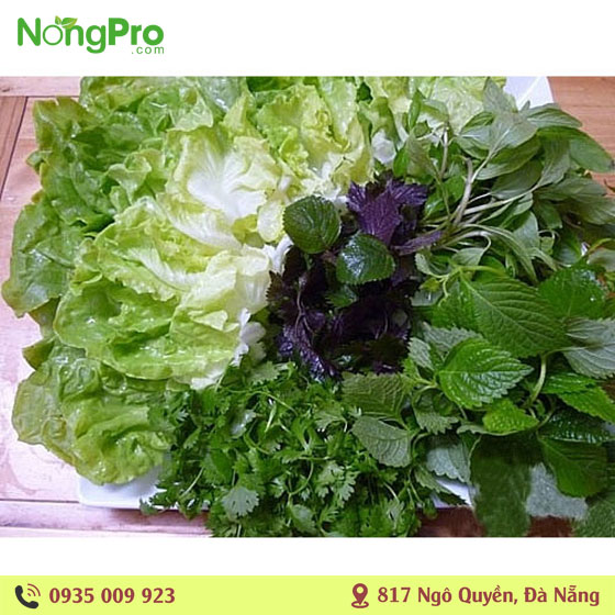 Rau sống hữu cơ PGS