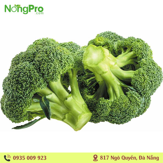 Súp Lơ Hữu Cơ Măng Đen