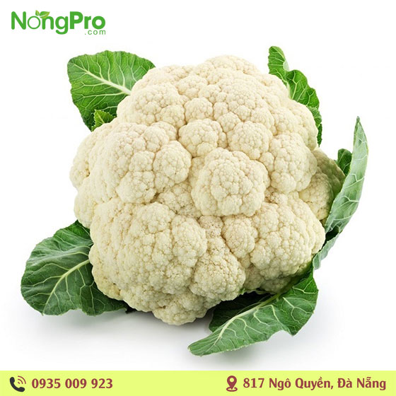Súp Lơ Trắng Hữu Cơ Măng Đen