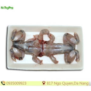 Ếch đồng