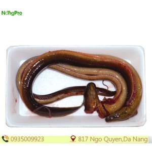 Lươn Đồng (100g)