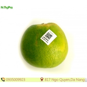 Cam xoàn Viet Gap(100g)